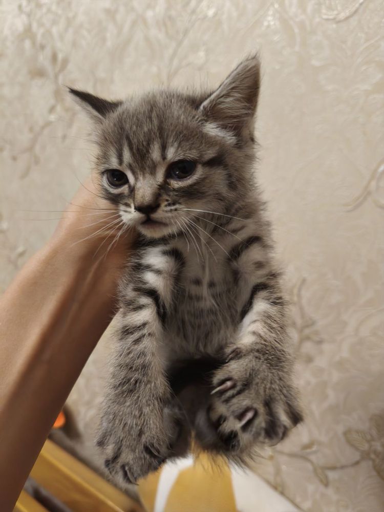 Продаётся котенок