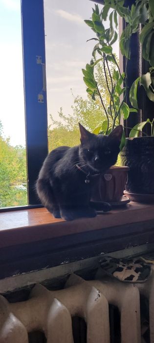 Отдам 2 котят в добрые руки