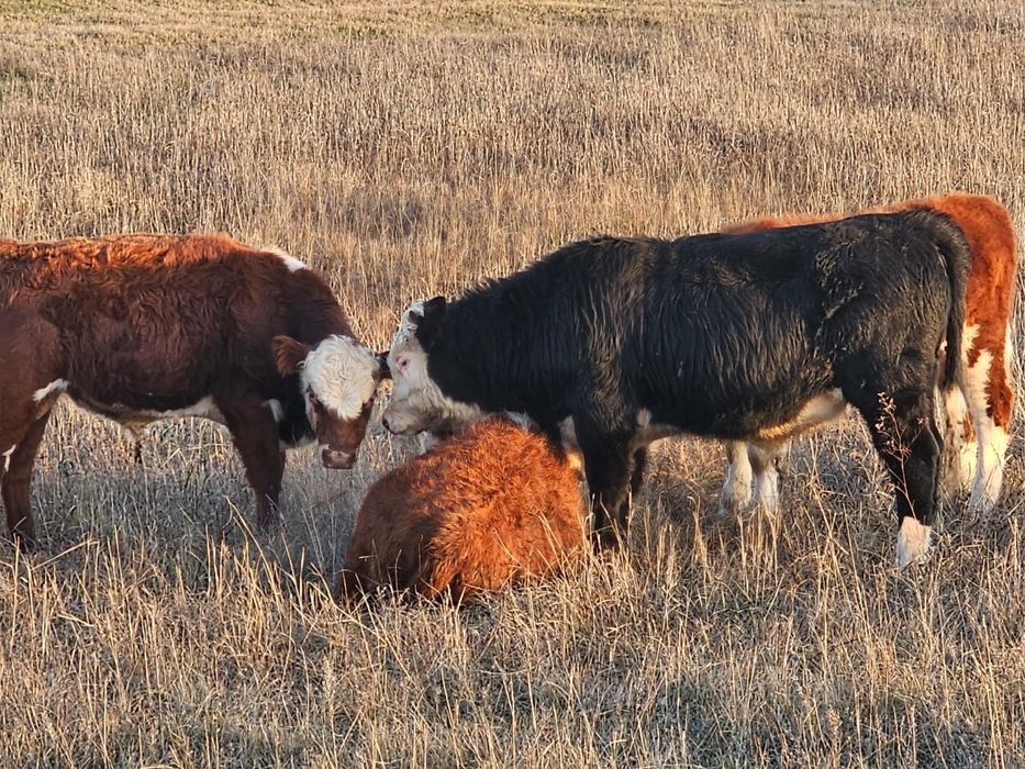 Продам бычков подсос 11 голов