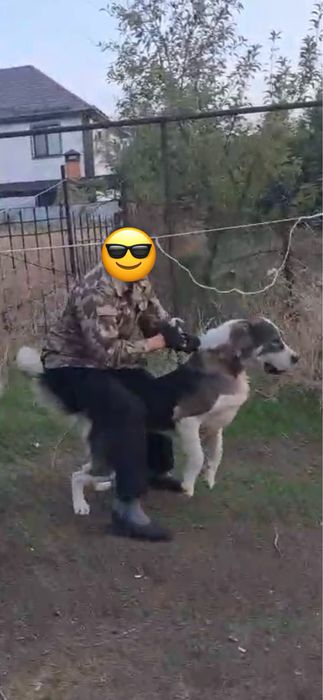 Племенная боевая сука