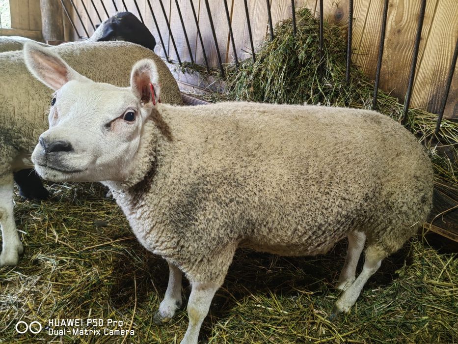 Vand mieluță Texel/ Beltex