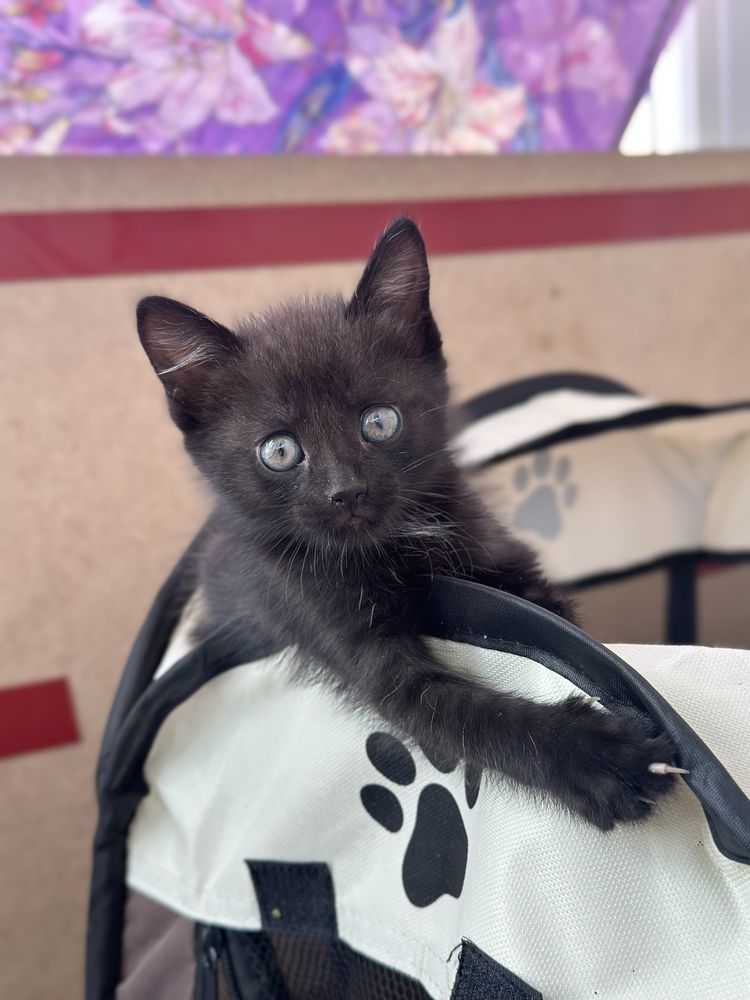 Котята ищут любящую семью!