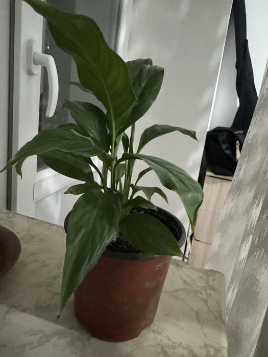 Комнатные цветы разные