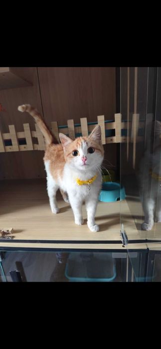 Молодая кошечка ищет дом