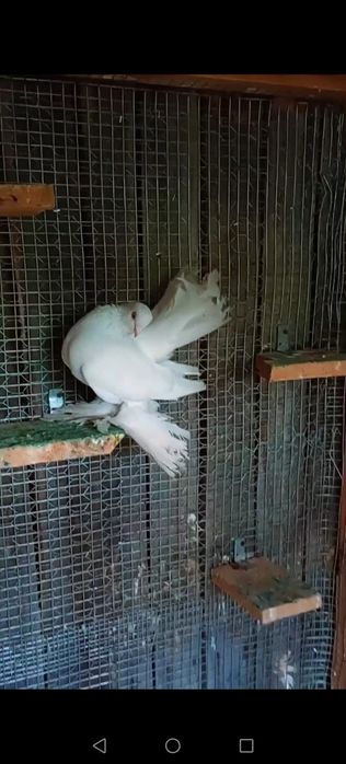 Vând/schimb o pereche de porumbei jucatori rostowi