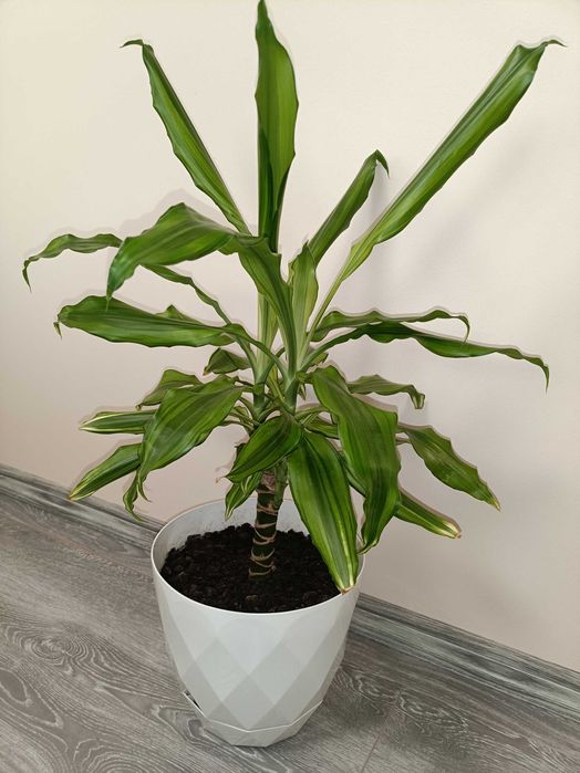 Trunchiul Fericirii 1m înalt