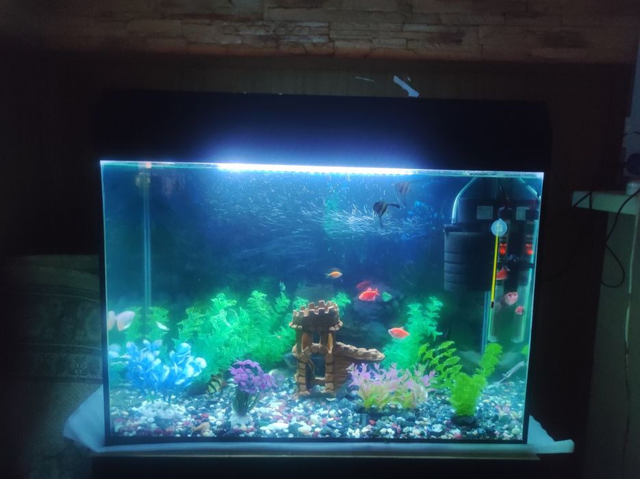 Продам или обменяю готовый аквариум со всем содержимым 100л