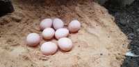 Продам инкубационное яйцо цесарки