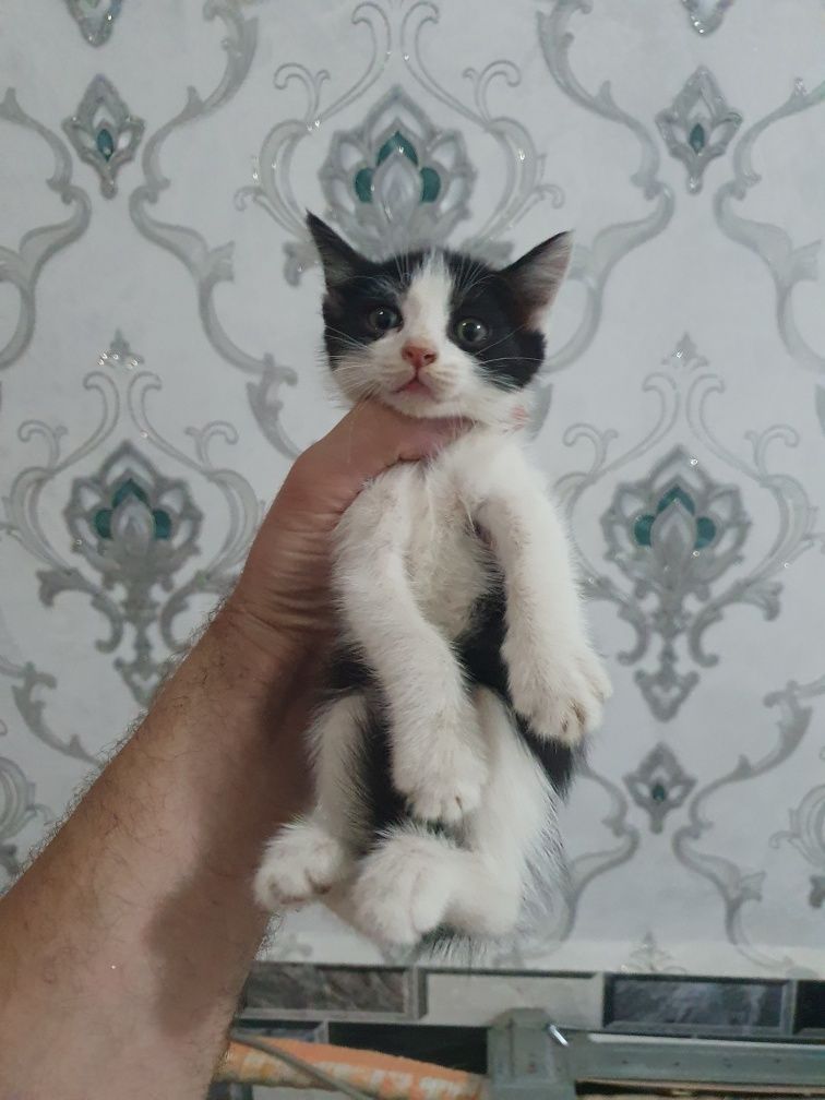 Котята, чистые ухоженные