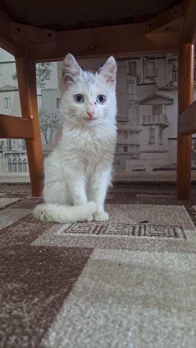 Отдам в добрые руки