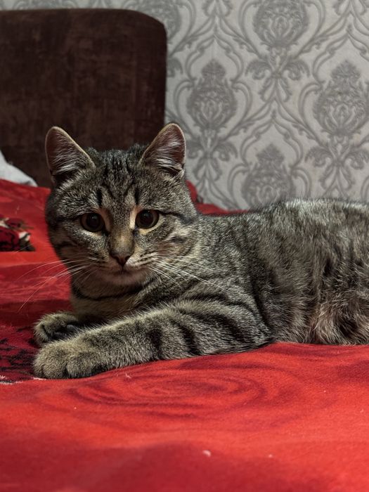 Котенок мальчик в добрые руки