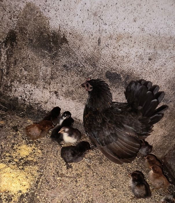 Vând 4 cocoșii de iopan și Cloșcă de iopan cu 10 pui