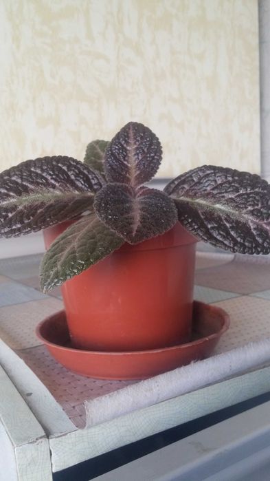 Эписция комнатная.