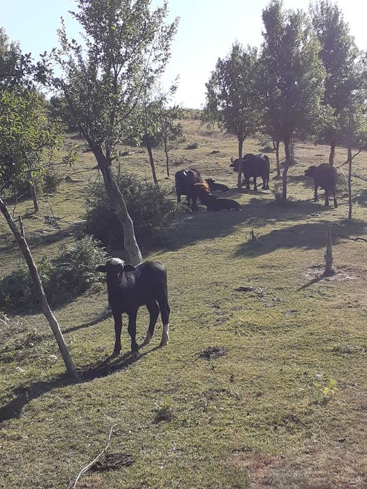 Vand vitei si vitele de bivolita