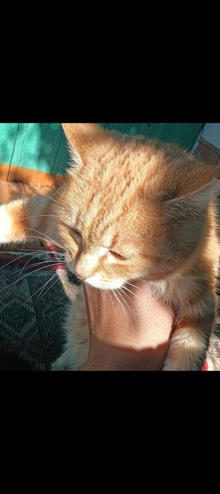 Мысық ұрғашы сатылымда