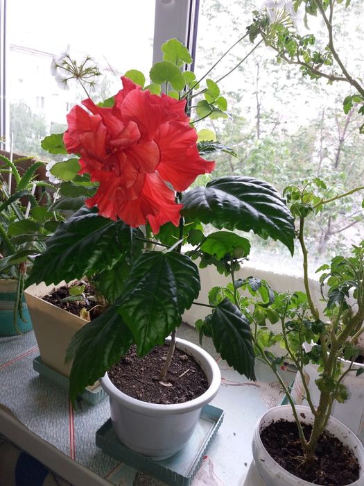 Продам  розу цветет крупными махровыми цветами.