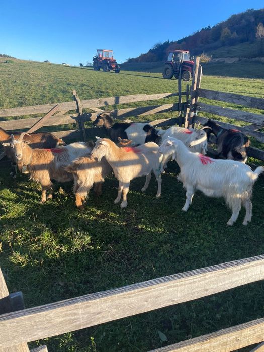 Capre de vânzare. 400 lei bucata