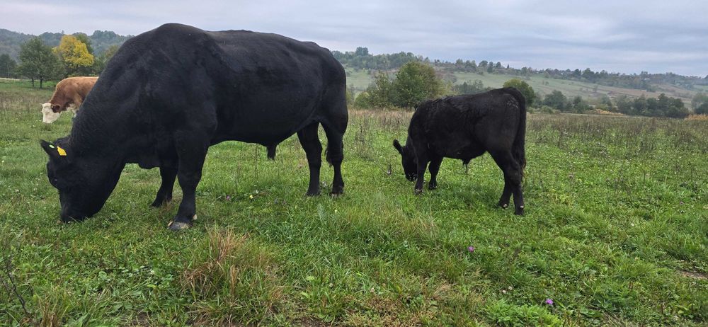Vand vaca baltata si juninca baltata si taur angus