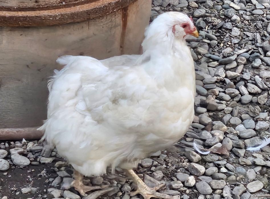 Araucana alb,cocoș și găină vârsta 1.Oua albastre fără colesterol
