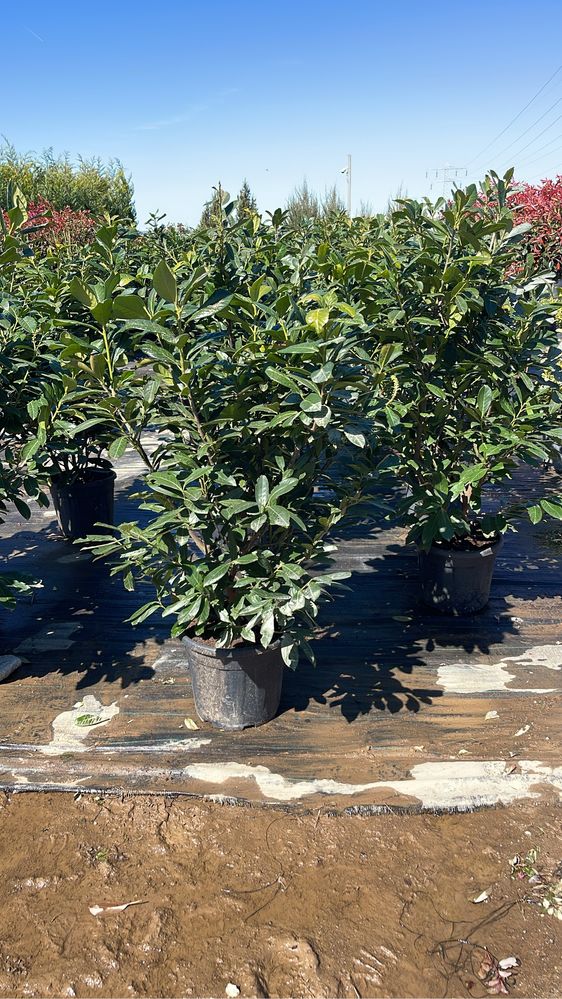 Prunus Englezesc de la 70cm la 1.50