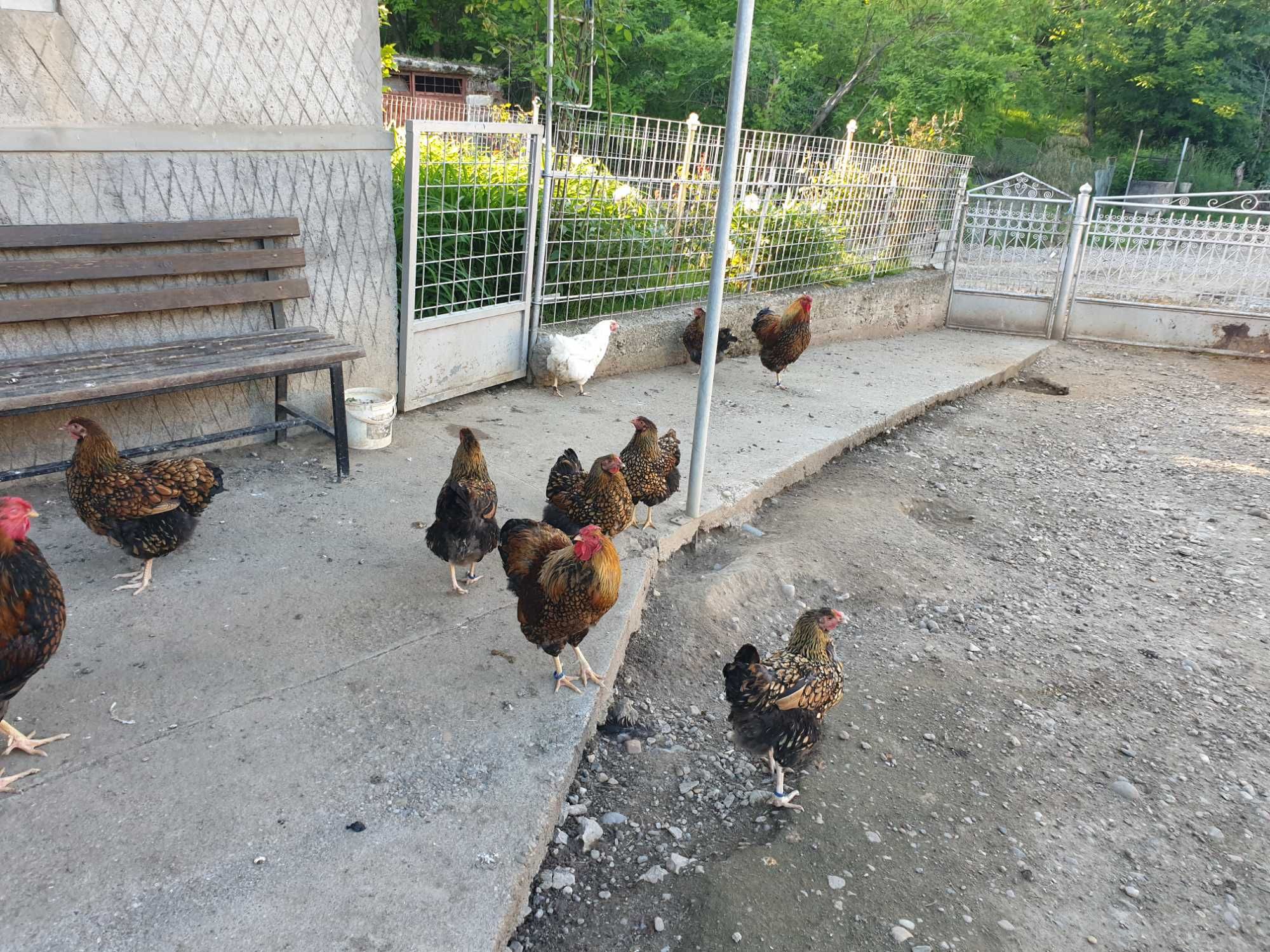 Ouă pentru incubat Wyandotte gsg