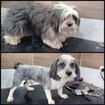Coafura canina frizerie