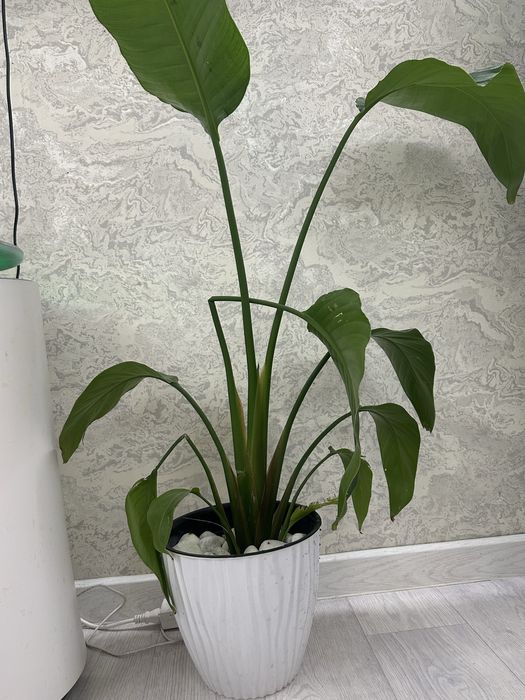 Цветок Стрилица.