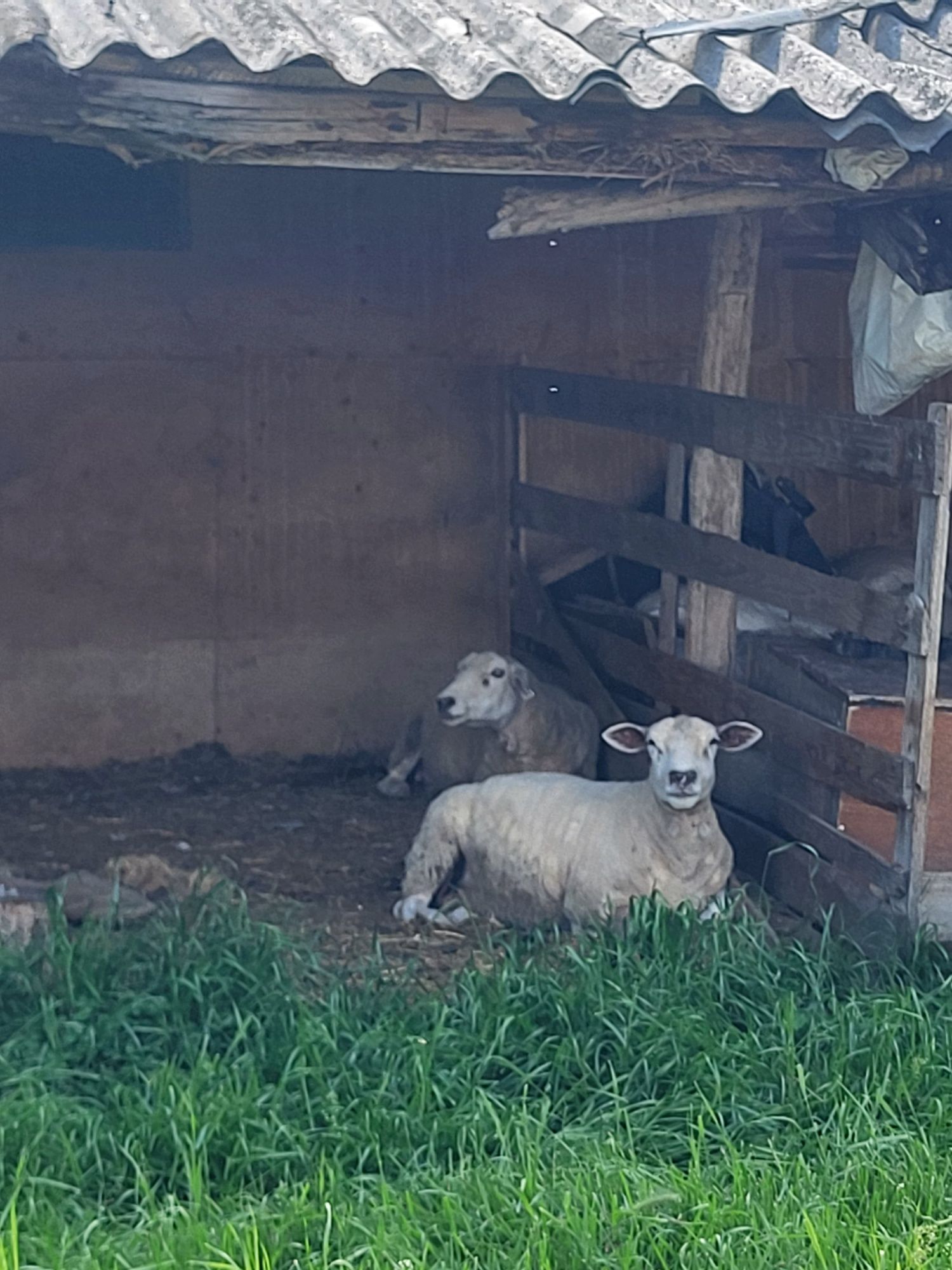 Vând sau schimb oii texel