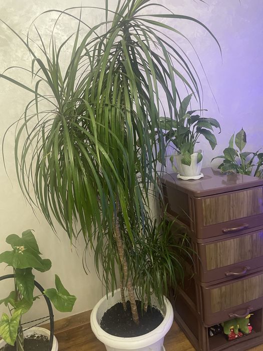 Драцена комнатная растение