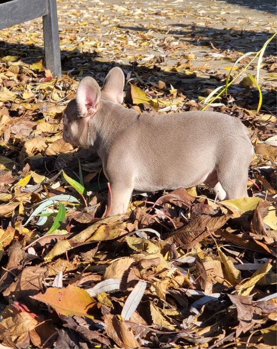 Bulldog francez mascul