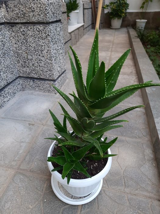 Алое х дилаетии Радл