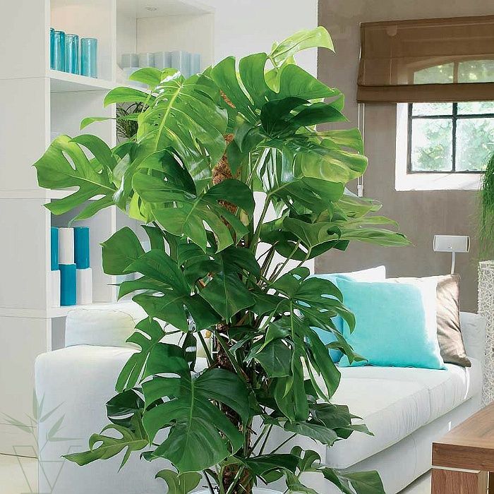 Монстера деликатесная