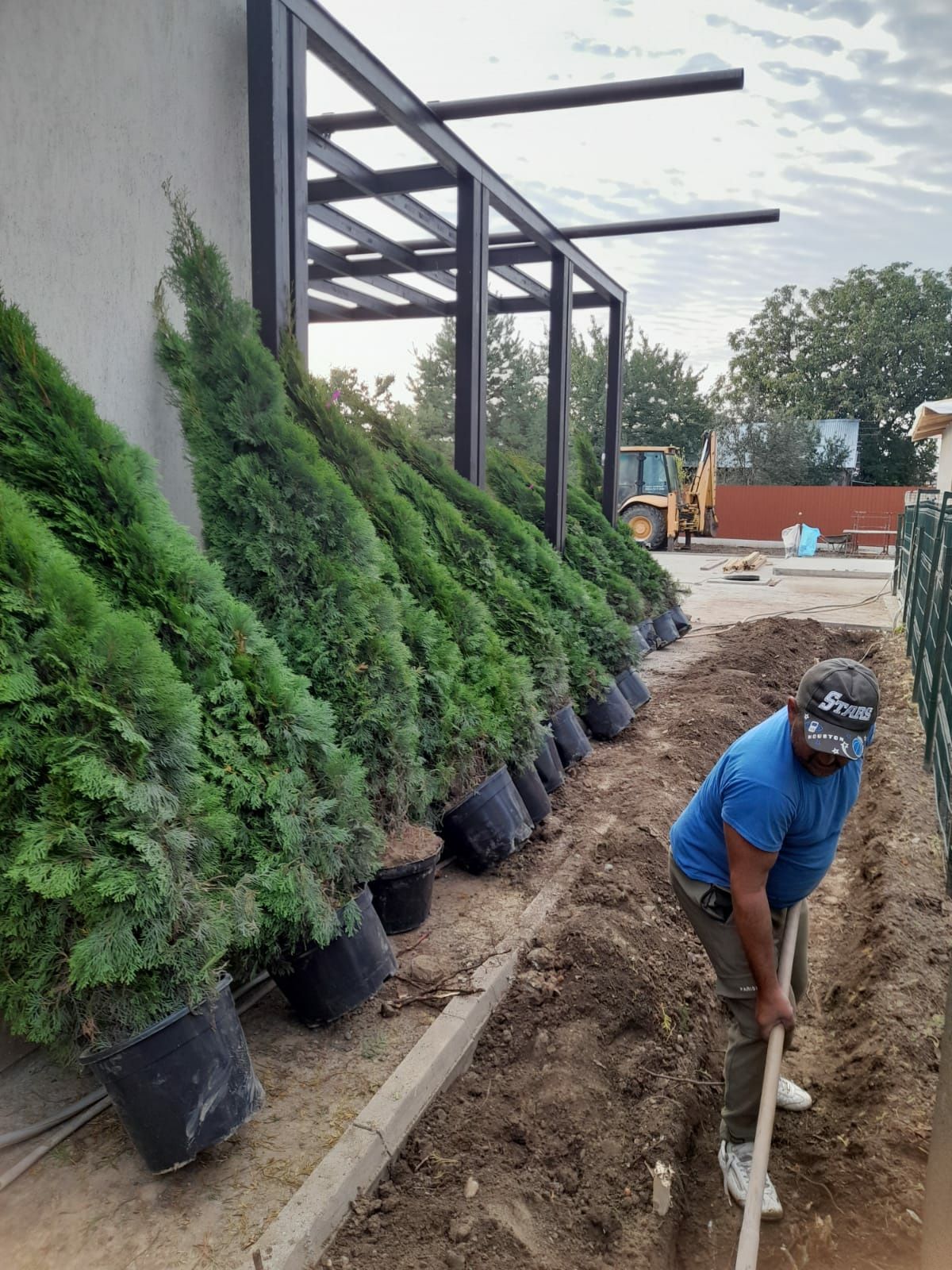 Plante ornamentale la prețuri de producător