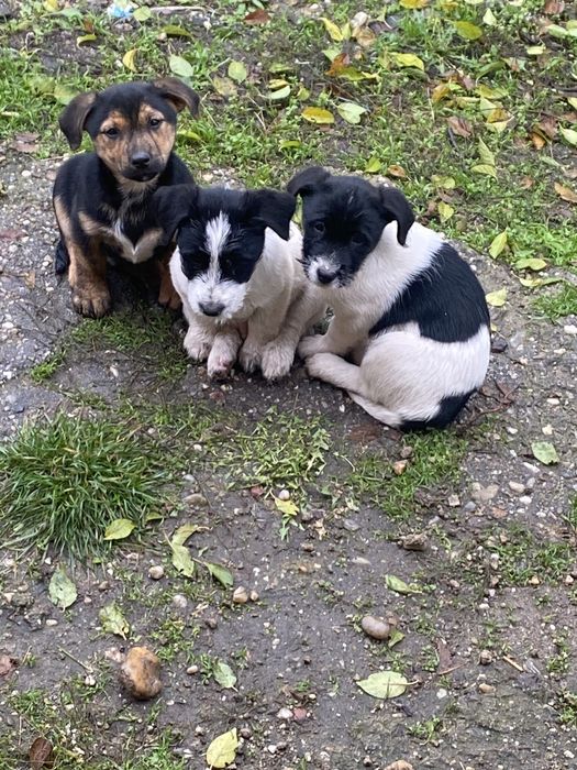 Ofer spre adoptie catelusi talie mica foarte jucausi