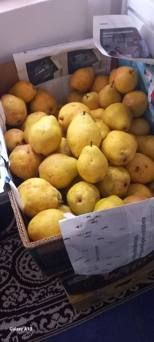 Se vinde pere soiul Khifer; gutuie...si parà khiurel pt iarnà