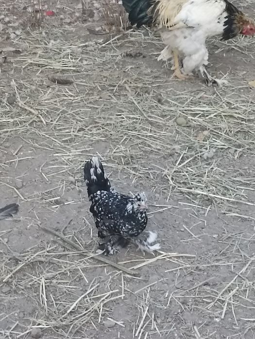 Японка тавукчалар сотилади