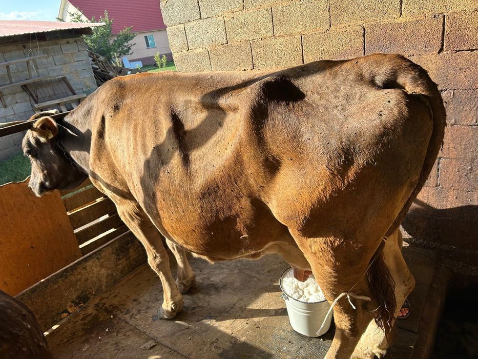 Продам корову    .