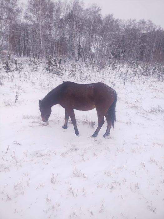 Лошади для развода