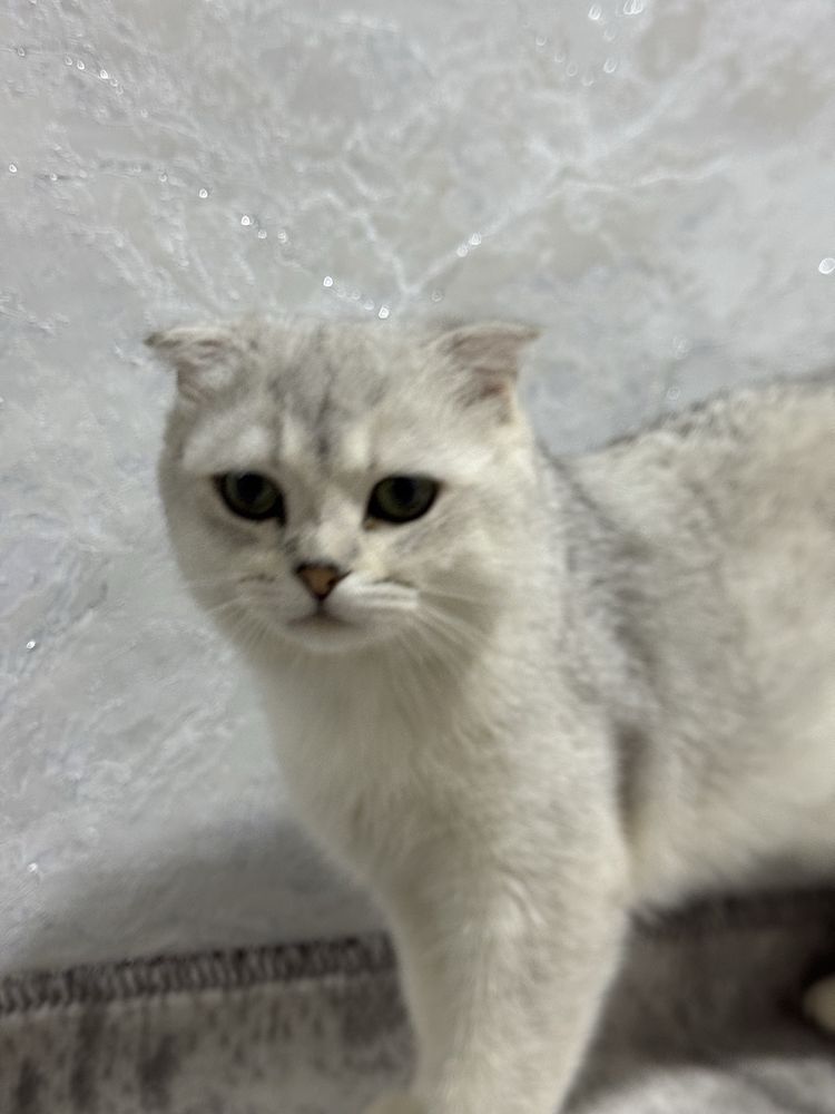 Scottish fold chinchilla Mushik srochni  sotiladi