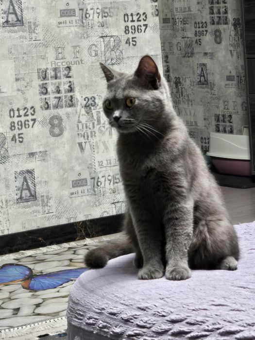 Британский страйт