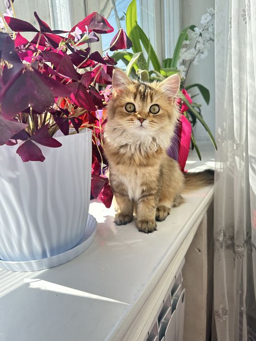 Котенок шиншилла девочка, срочно