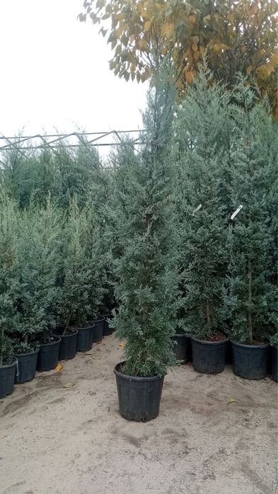 Arizonika kiparis sotiladi