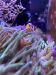 Vand clownfishes (Amphiprion ocellaris) tank breed