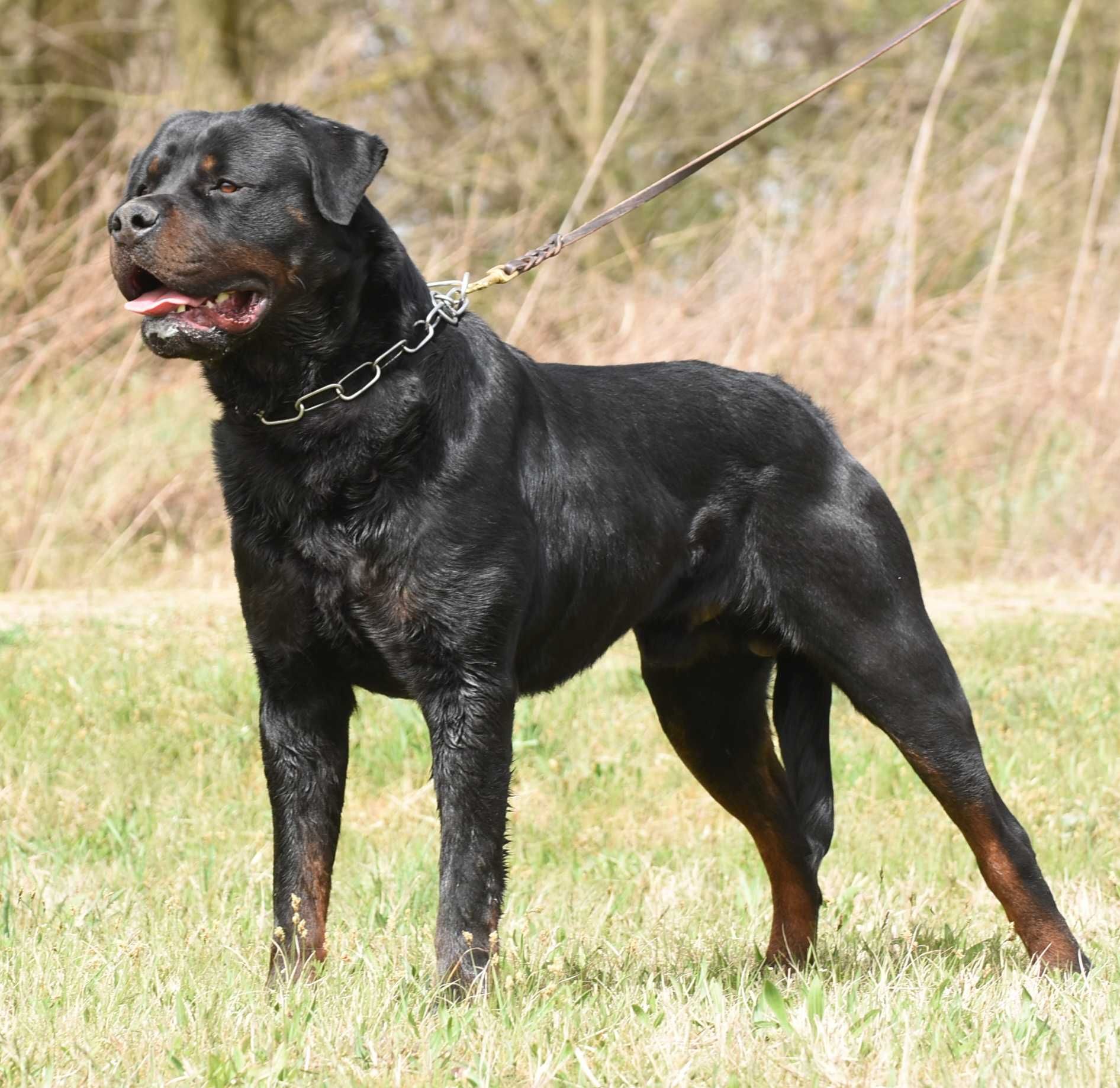 Vand mascul Rottweiler 18 luni