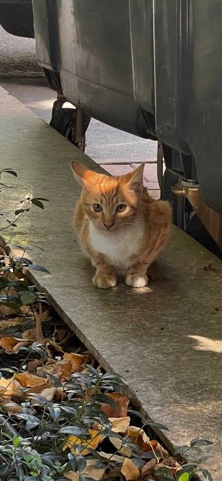 Adopta o pisicuta Garfield