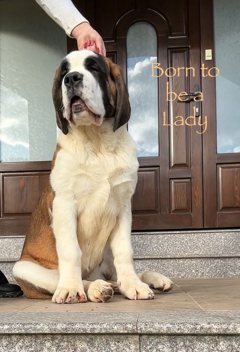 Femela de Saint Bernard cu Pedigree