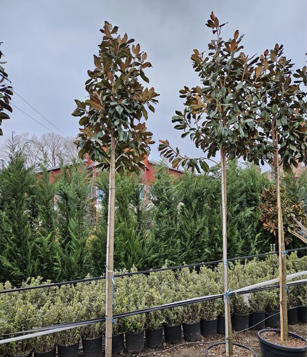Vand plante ornamentale de orice specie si dimensiune pret minjm