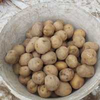Семена Нарымкол картошка