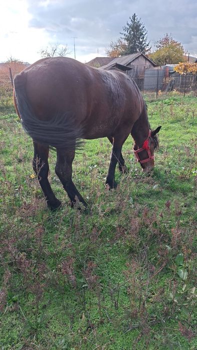 Vând armăsar tanar