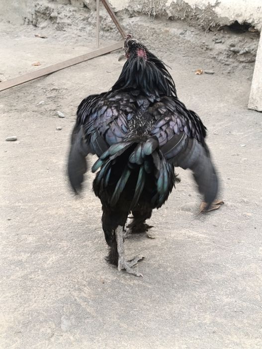 Xo'roz sotiladi 1 ta